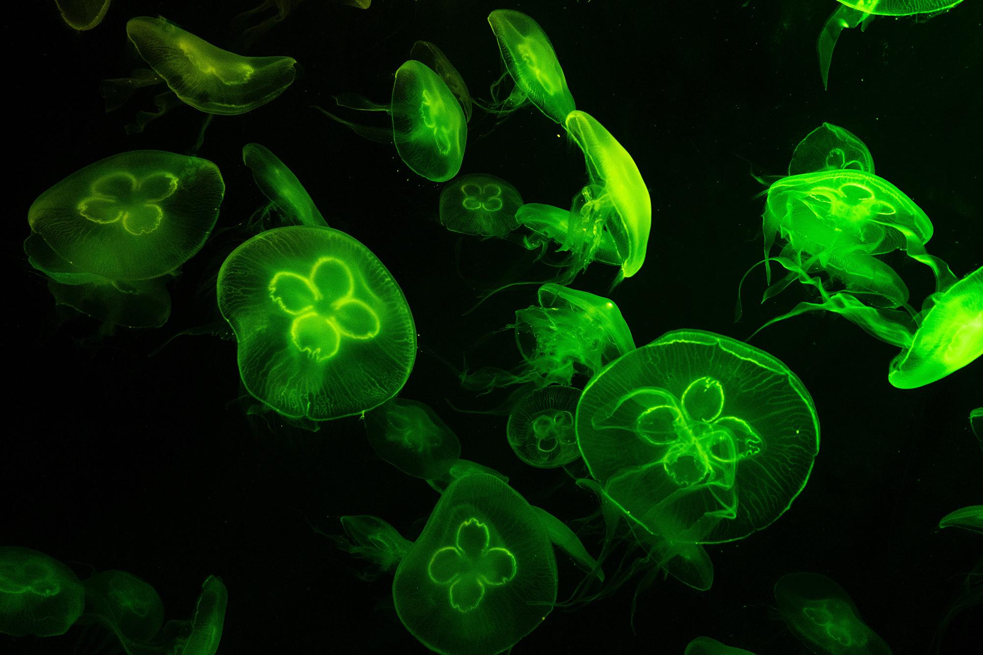 Green glowing jellyfish